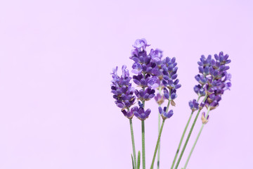 Beautiful lavender flowers.