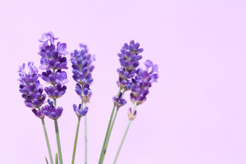 Beautiful lavender flowers.