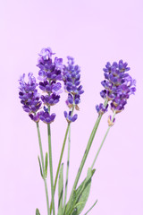 Obraz premium Beautiful lavender flowers.