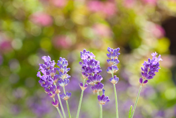 Fototapeta na wymiar Beautiful lavender flowers.