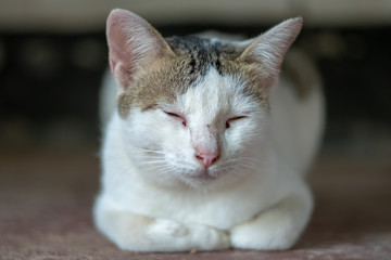Portrait of white cat with spot,  close up Thai cat