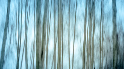 Beautiful blurred natural background - trunks of trees in fog with motion blur, blue toning