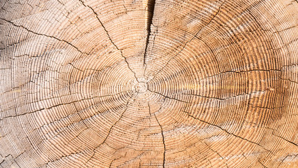 Fototapeta premium Wooden background - old yellow-brown sawn large tree with annual rings and cracks