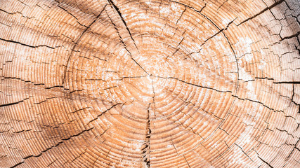 Fototapeta premium Wooden background - old yellow-brown sawn large tree with annual rings and cracks