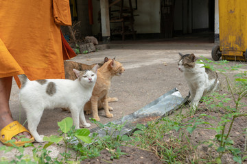 Naklejka na ściany i meble Close up cats are eating food in the tray, close up Thai cat