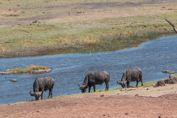 African buffalo at the shore of chobe river, Botswana, Africa