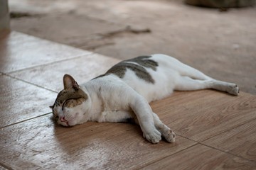 Portrait of white cat and spot, close up Thai cat, close up  cute cat