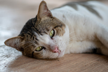 Naklejka premium Portrait of white cat and spot, close up Thai cat, close up cute cat