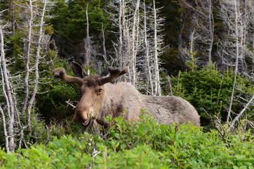 Bull Moose in Velvet Alces alces
