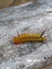 caterpillar on leaf
