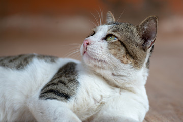 Portrait of white cat and spot, close up Thai cat, close up  cute cat