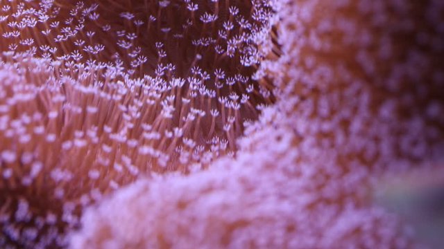 Sea reef - purple actinia stichodactyla gigantea
