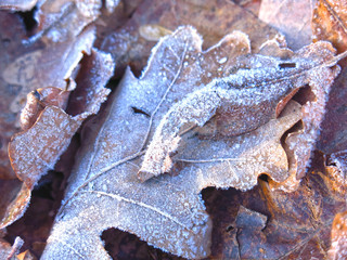 fallen autumn leaves in frost