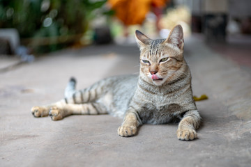 Portrait of striped cat, close up Thai cat, close relax cat 