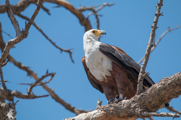African fish eagle, Chobe Riverfront, Botswana, Africa