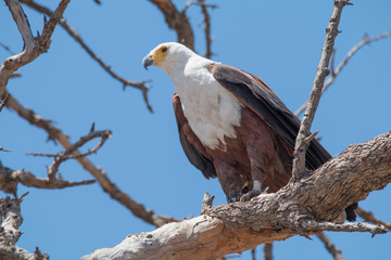 African fish eagle, Chobe Riverfront, Botswana, Africa