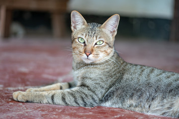 Portrait of striped cat, close up Thai cat, close relax cat 