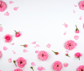 blooming buds of pink roses on a white background