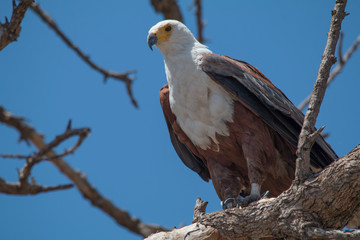 African fish eagle, Chobe Riverfront, Botswana, Africa
