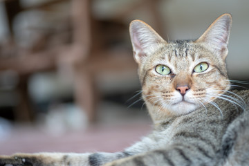 Portrait of striped cat, close up Thai cat, close relax cat 