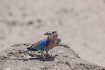 Lilac breasted roller on the ground, Chobe riverfront, Botswana