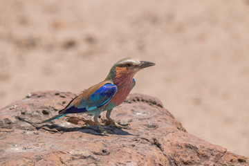 Lilac breasted roller on the ground, Chobe riverfront, Botswana