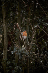 pájaro en bosque