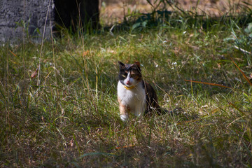 cat in a grass