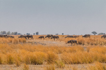 Fototapeta na wymiar African buffalo walking through the savanna, Botswana, Africa