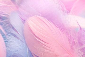 Closeup soft focus fashion Color Trends Spring Summer fluffy feathers abstract texture background