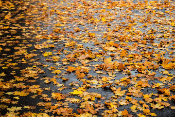 Maple leaves on wet asphalt - autumn background with selective focus and blur