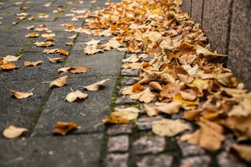 Yellow leaves on pavement - autumn landscape with selective focus and blur