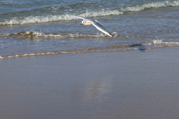 Gull on the beach in Germany	