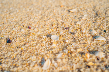 Sea shells and sand on the beach at the day time.