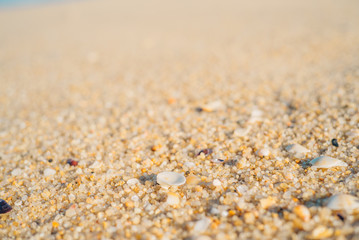Fototapeta na wymiar Sea shells and sand on the beach at the day time.