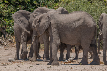Fototapeta na wymiar Elephants at the chobe riverfront, Botswana, Africa