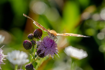 macro di una farfalla sul fiore di un cardo. controluce