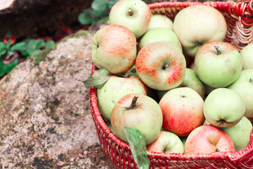 Ripe apples in a basket close-up. Autumn and healthy food concept.