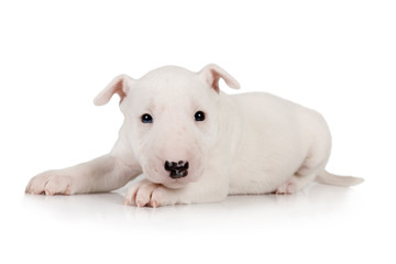 Lovely white Miniature Bull Terrier puppy lying on a white background