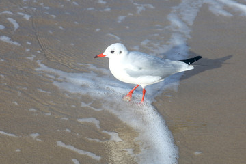 Gull on the beach in Germany	