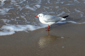 Gull on the beach in Germany	