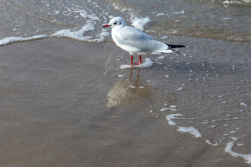 Gull on the beach in Germany	
