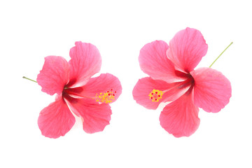 Beautiful hibiscus flowers on a white background
