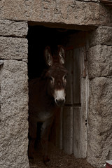 Fototapeta premium burro