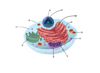 Cell illustration for school book. Differentiated parts