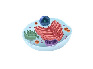 Cell illustration for school book. Differentiated parts