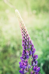 Lupine flowers different colors on the field. Selective focus.