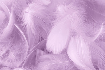 Fototapeta na wymiar Feather bird soft and sweet background abstract
