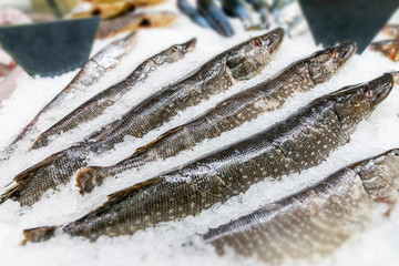 Fresh fish on ice decorated for sale at market, pike
