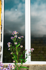 Lavender flowers in front of a reflective window frame